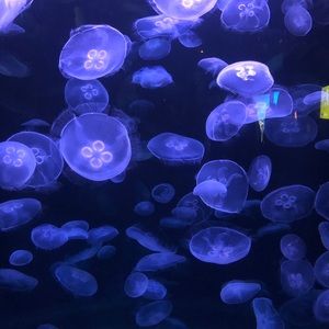 Meet your Posher, Gabrielle